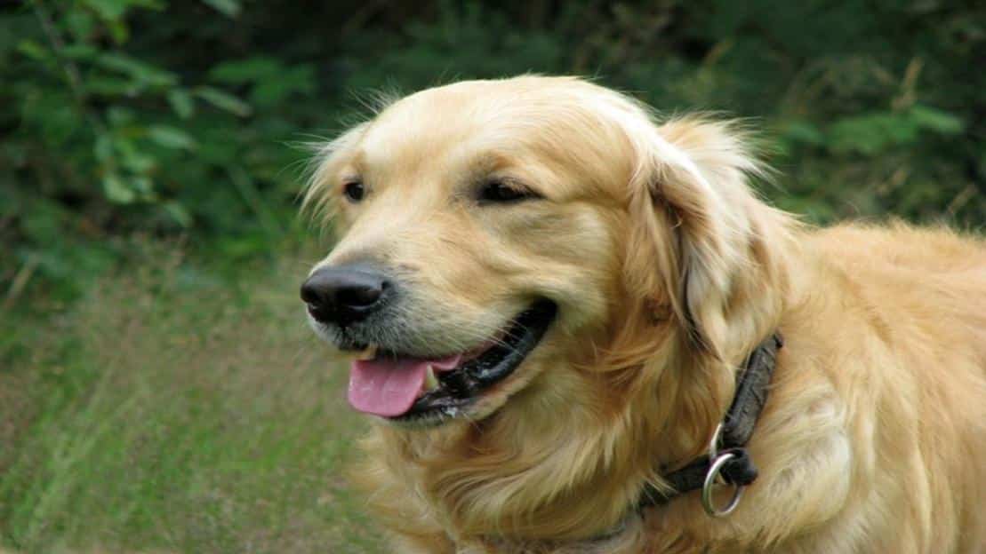 Best Dog Food for Golden Retrievers: Buyers Guide & Reviews