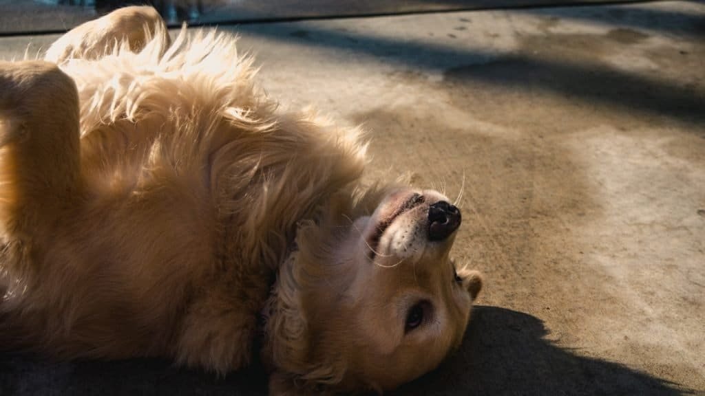 Best Brush for Golden Retrievers: Top 5