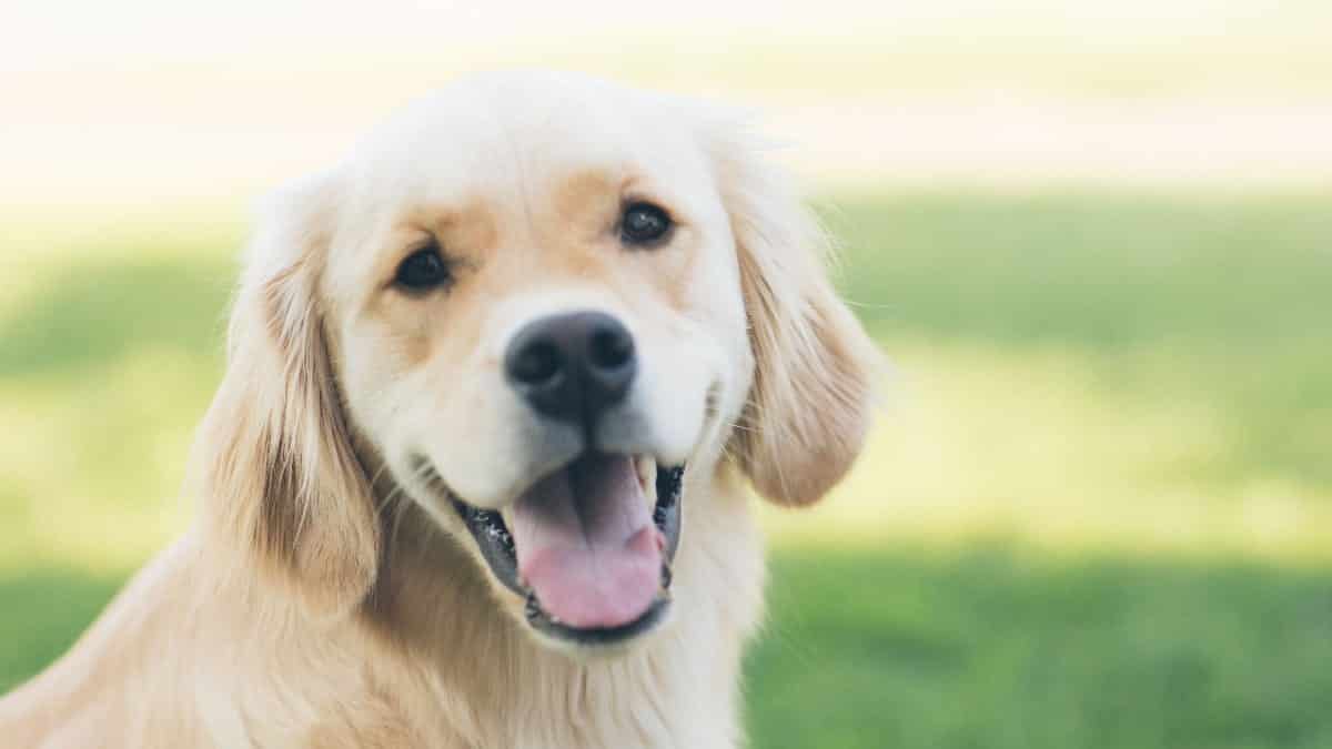 Golden Retriever Rescues by State