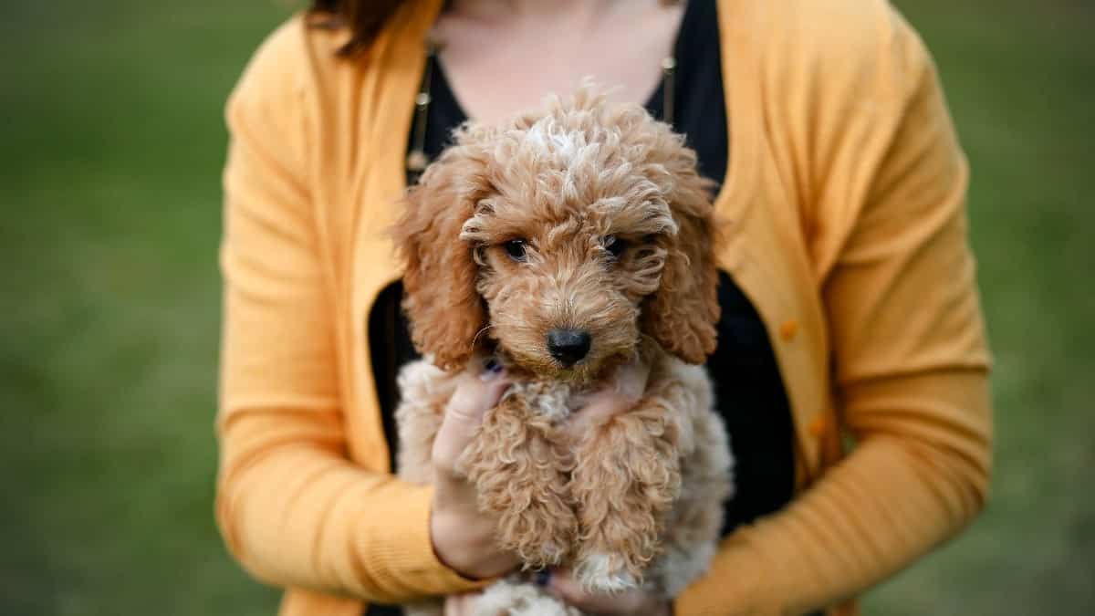 Goldendoodles: Everything You Need to Know