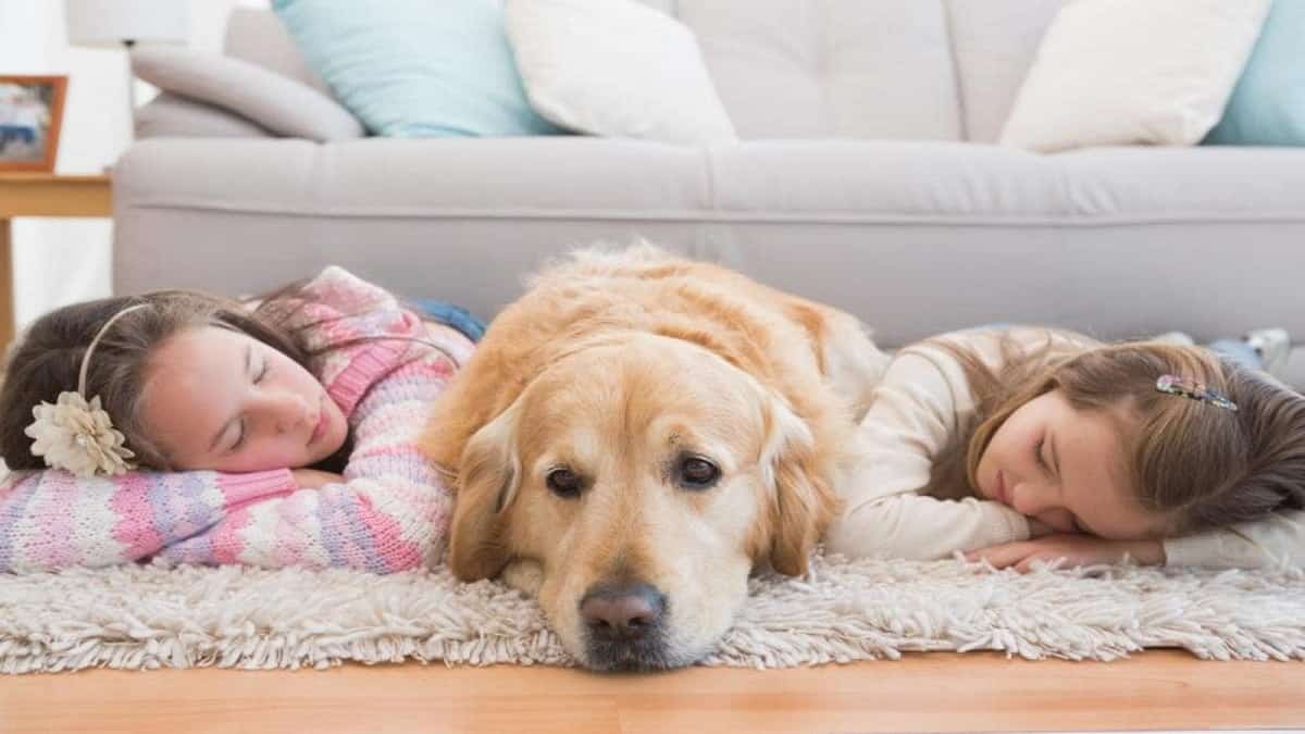 Best Dog Beds for Golden Retrievers: Top 4 Buyers Guide