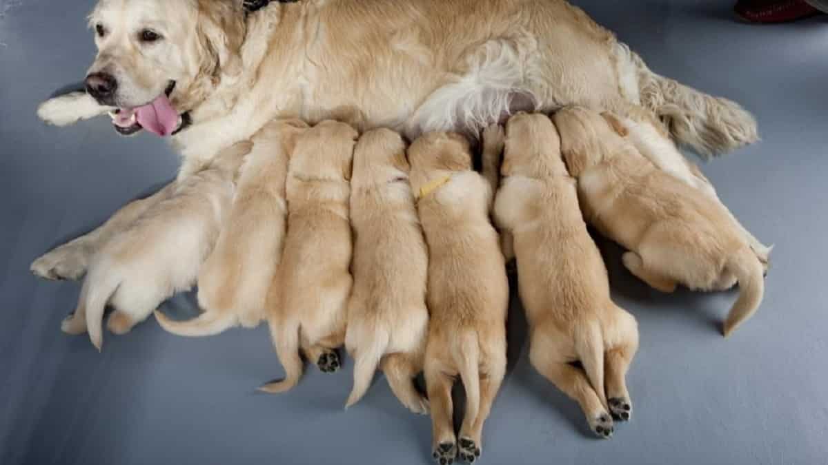 What is the Average Litter Size for Golden Retrievers?