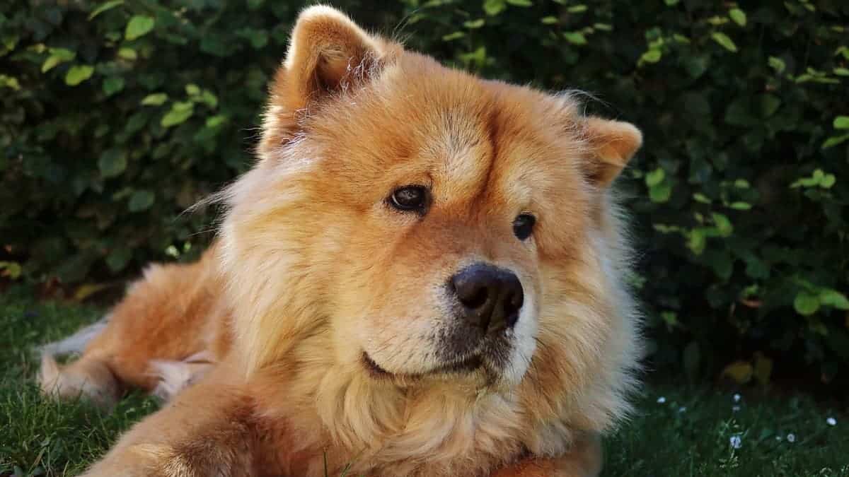 Golden Retriever Chow Mix: Everything You Need to Know
