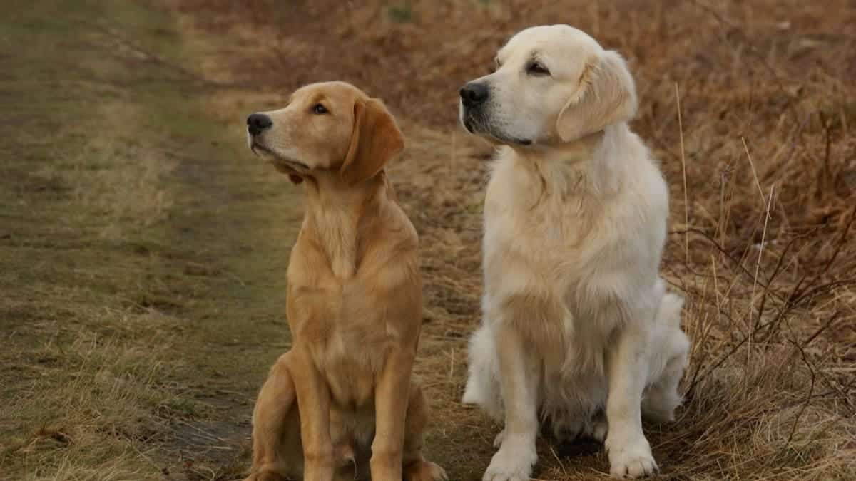 How Big Do Golden Retrievers Get? A Healthy Size & Weight for Goldens