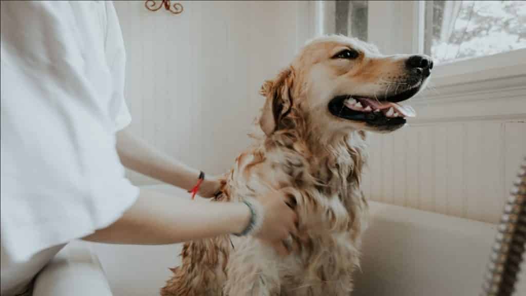 Grooming tools for Golden Retrievers