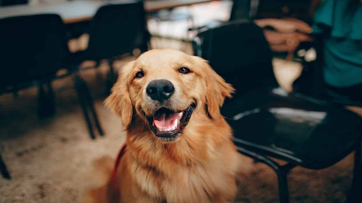 A cute golden retriever Dog