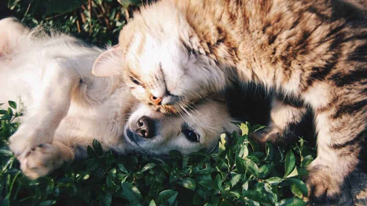 Are Golden Retrievers Good with Cats? Find Out Right Meow!
