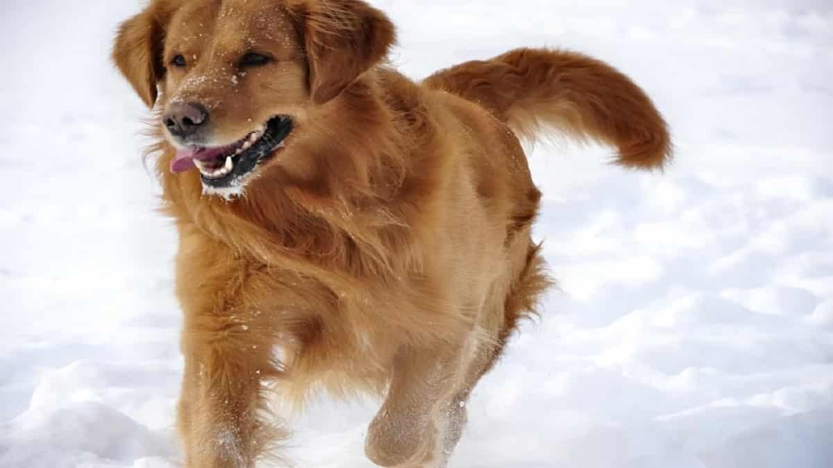 Do Golden Retrievers Get Cold? Learn How to Keep Your Dog Warm