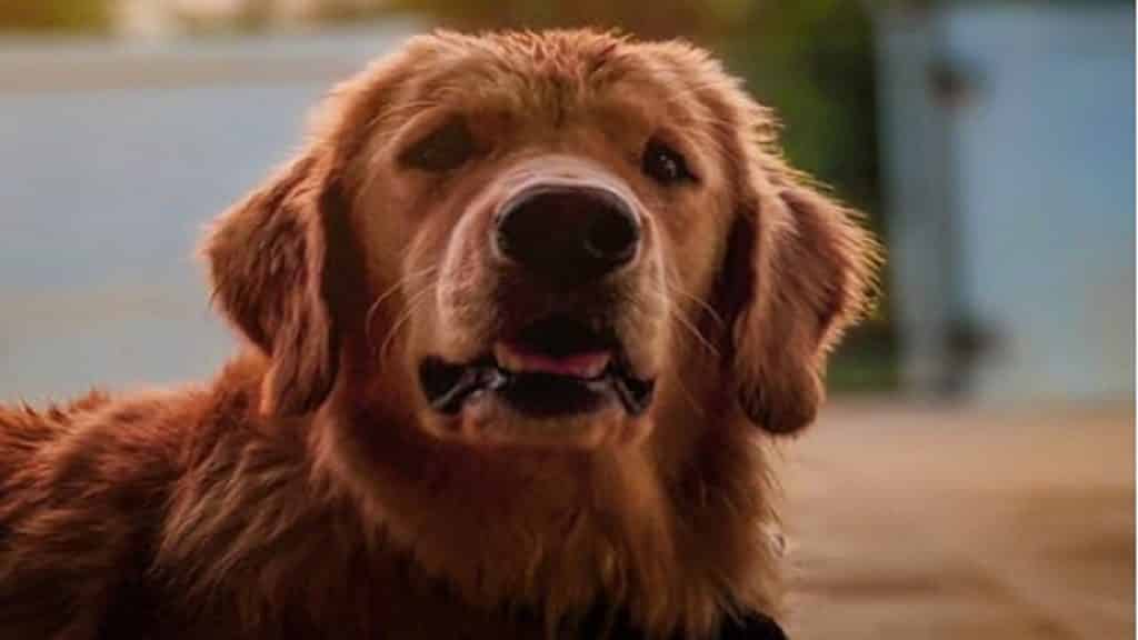 A cute golden retriever Dog