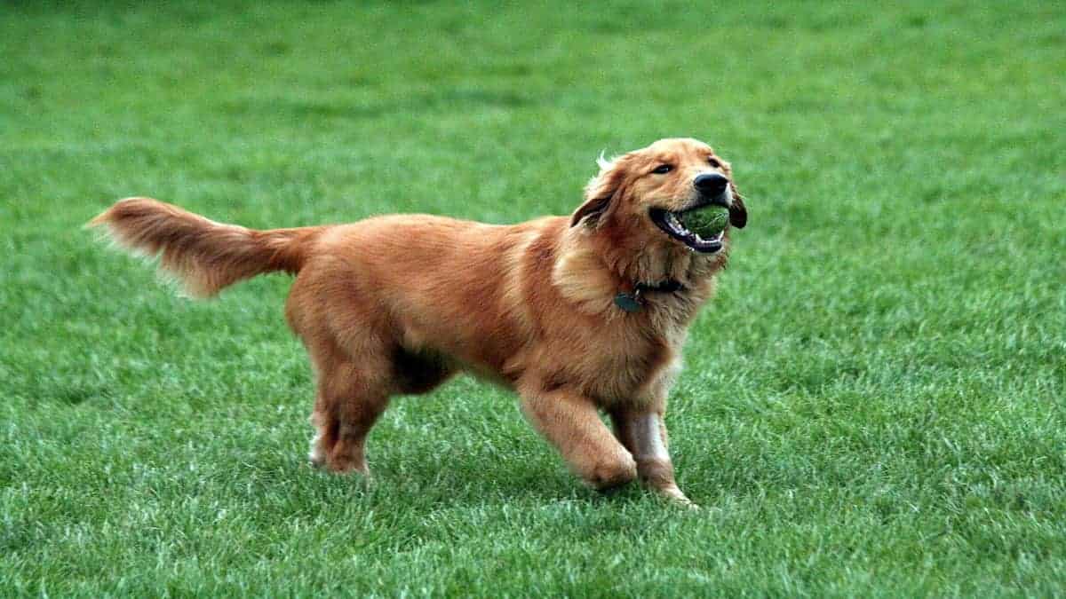 Why are Golden Retrievers so Friendly? They Are the Perfect Family Dog