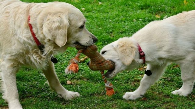 Golden retrievers playing together