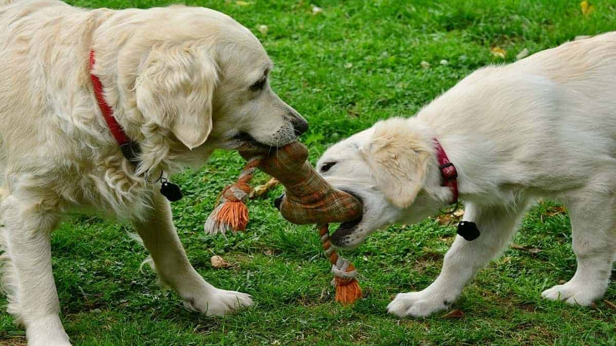 Best Companion Dogs for Golden Retrievers