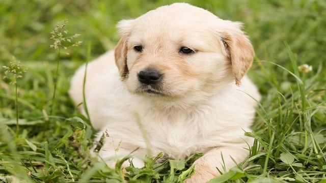 A Cute Golden Retriever Puppy