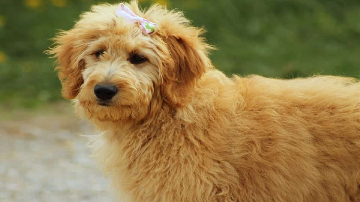 Best Shampoos for Goldendoodles: Top 5 Reviewed