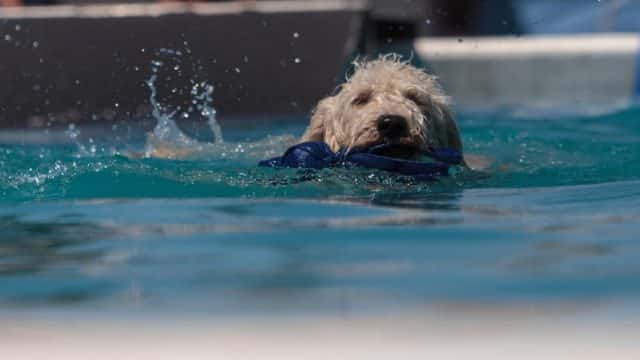 Trained Golden Doodle Swimming around