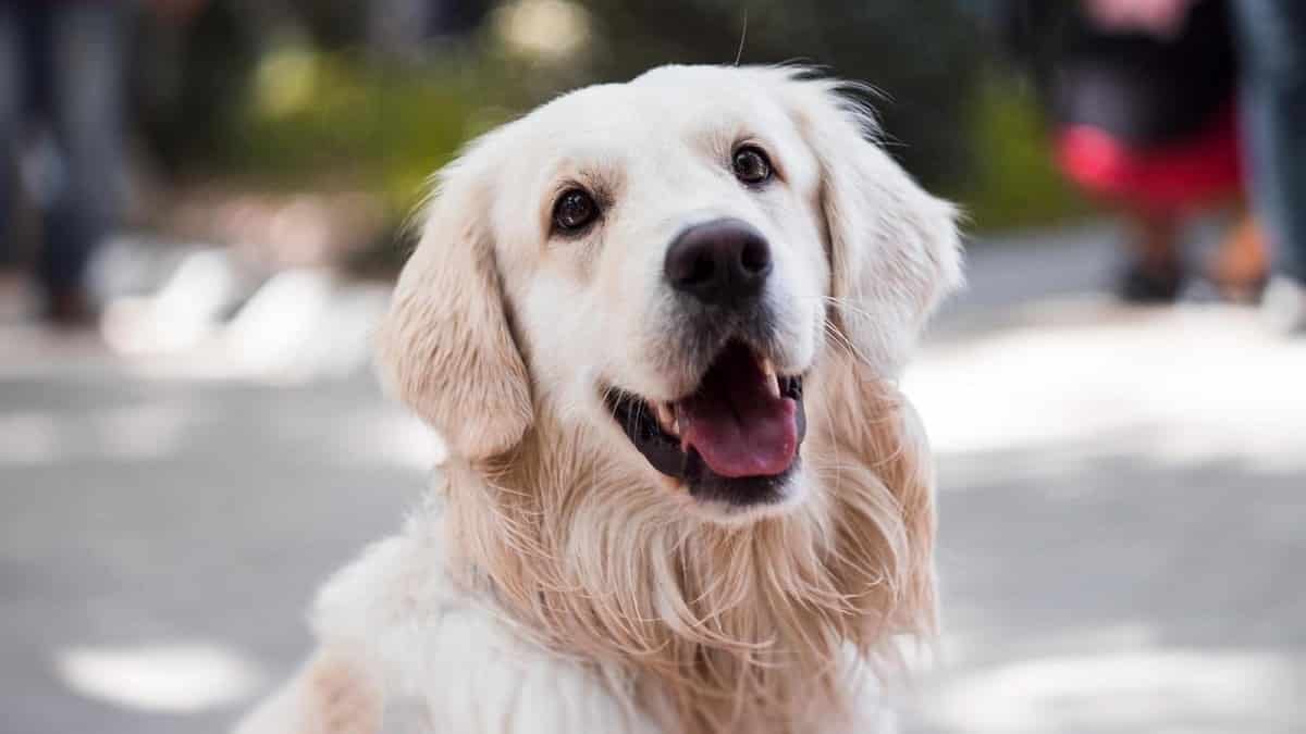 Best Age to Spay a Golden Retriever