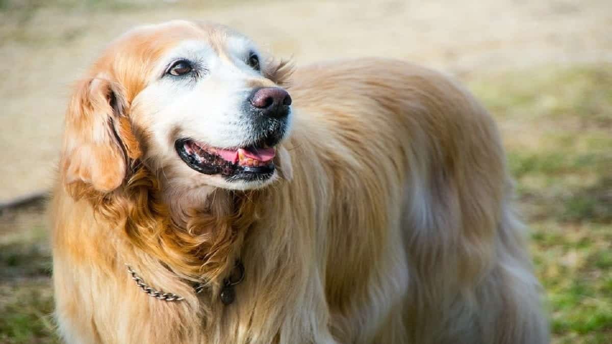 Best Age To Breed A Golden Retriever