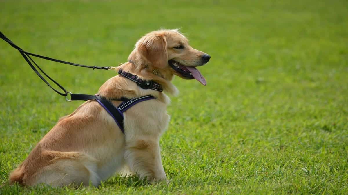 Best Control Leashes for Golden Retrievers: Top 6 Reviewed