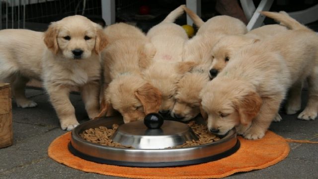 A group golden puppies eating from a dog bowl