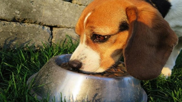 Brown dog eating dry kibbles