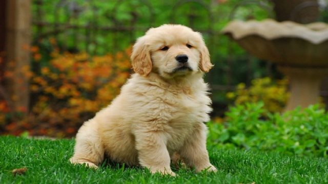 A Golden Retriever Puppy
