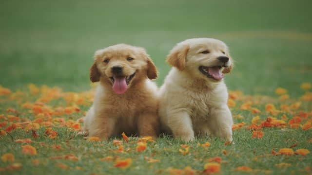 golden retriever puppies in a field