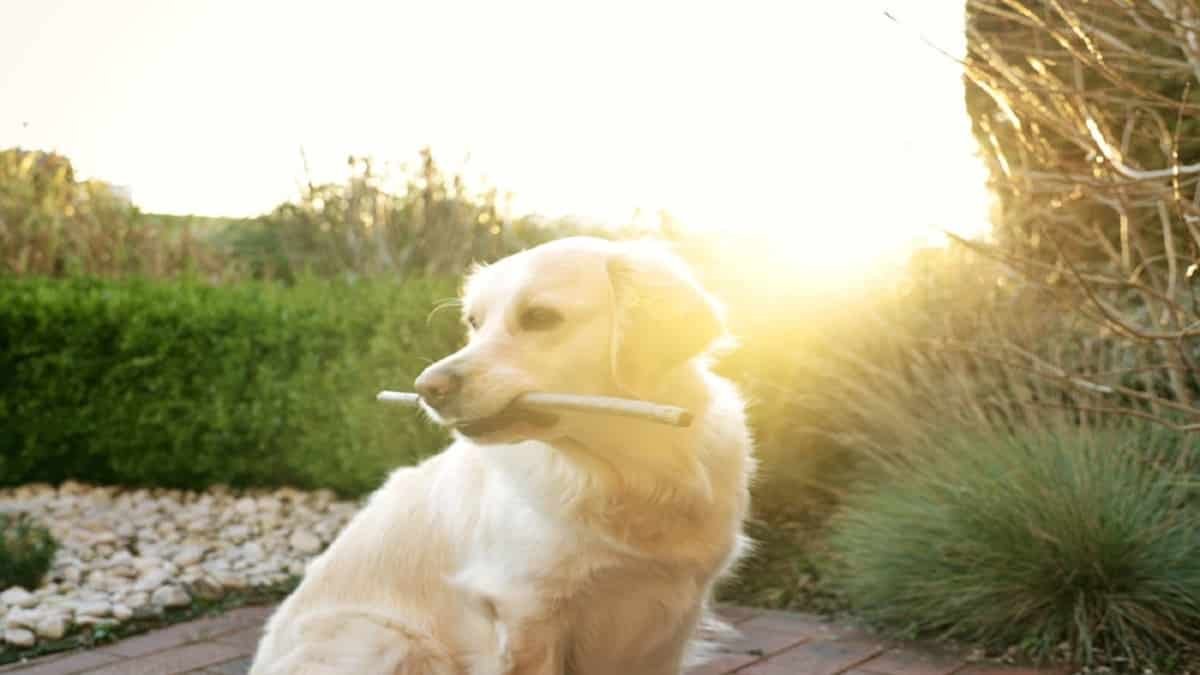 British Cream Golden Retriever