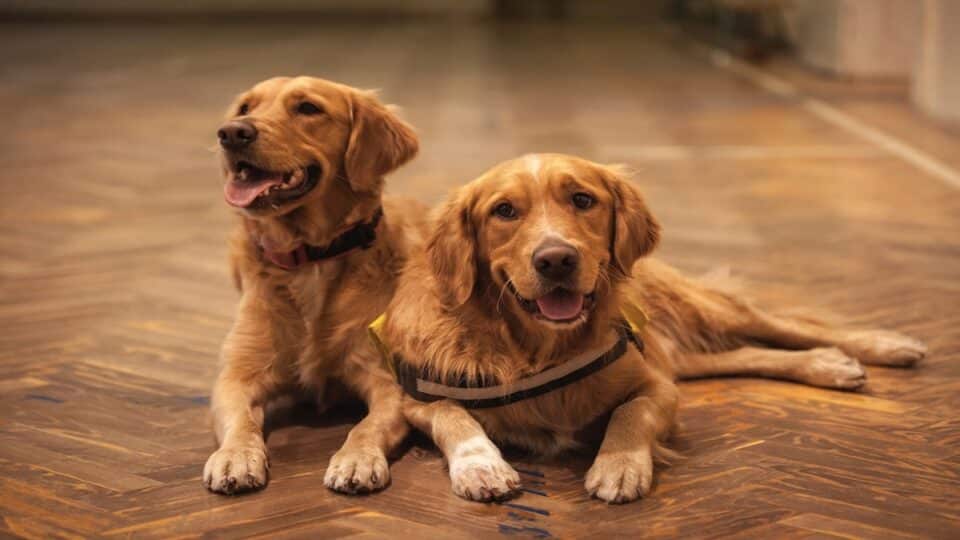 Common health issues Goldens suffer from