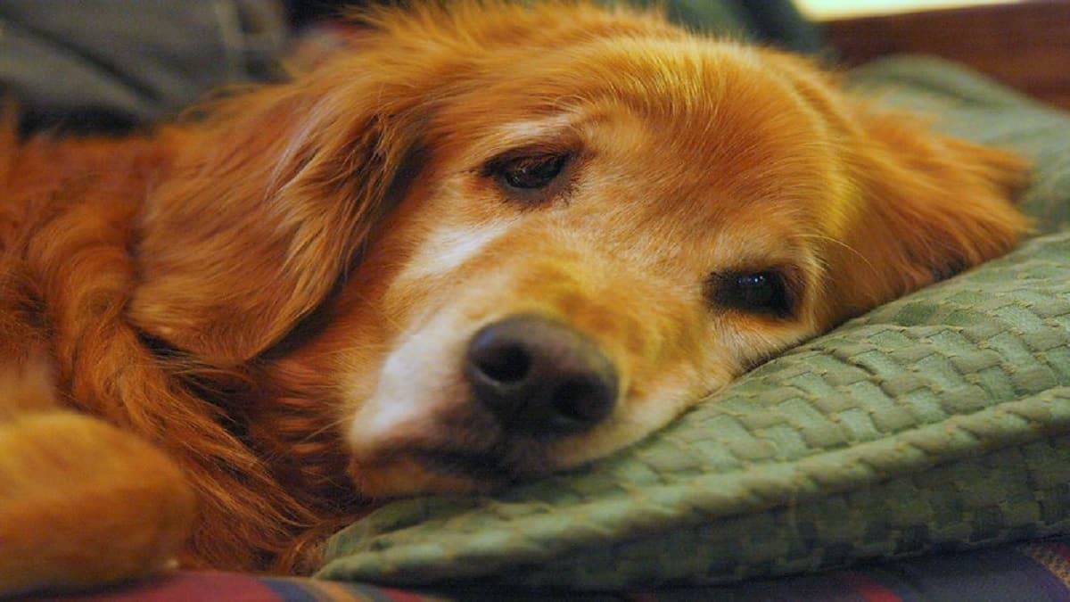 What to Do if Your Golden Retriever is Vomiting