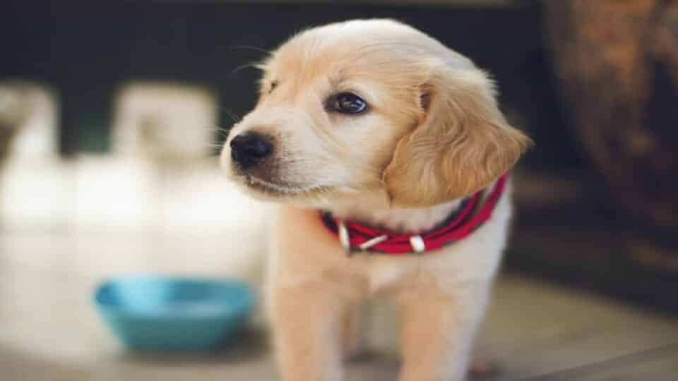 Golden Retriever Puppy Training Tips