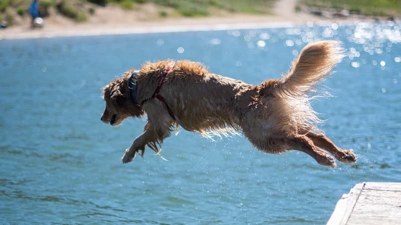 Can Golden Retrievers Swim?