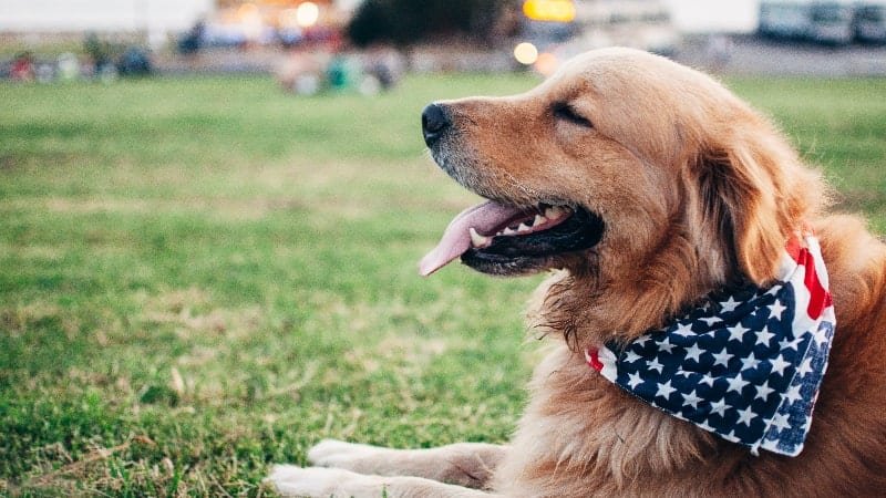 How to Clean a Golden Retrievers Teeth