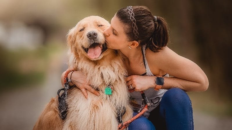 What Size Collars Do Golden Retrievers Wear?