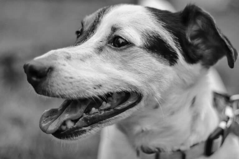 Do Dogs Kill Snakes 2023 