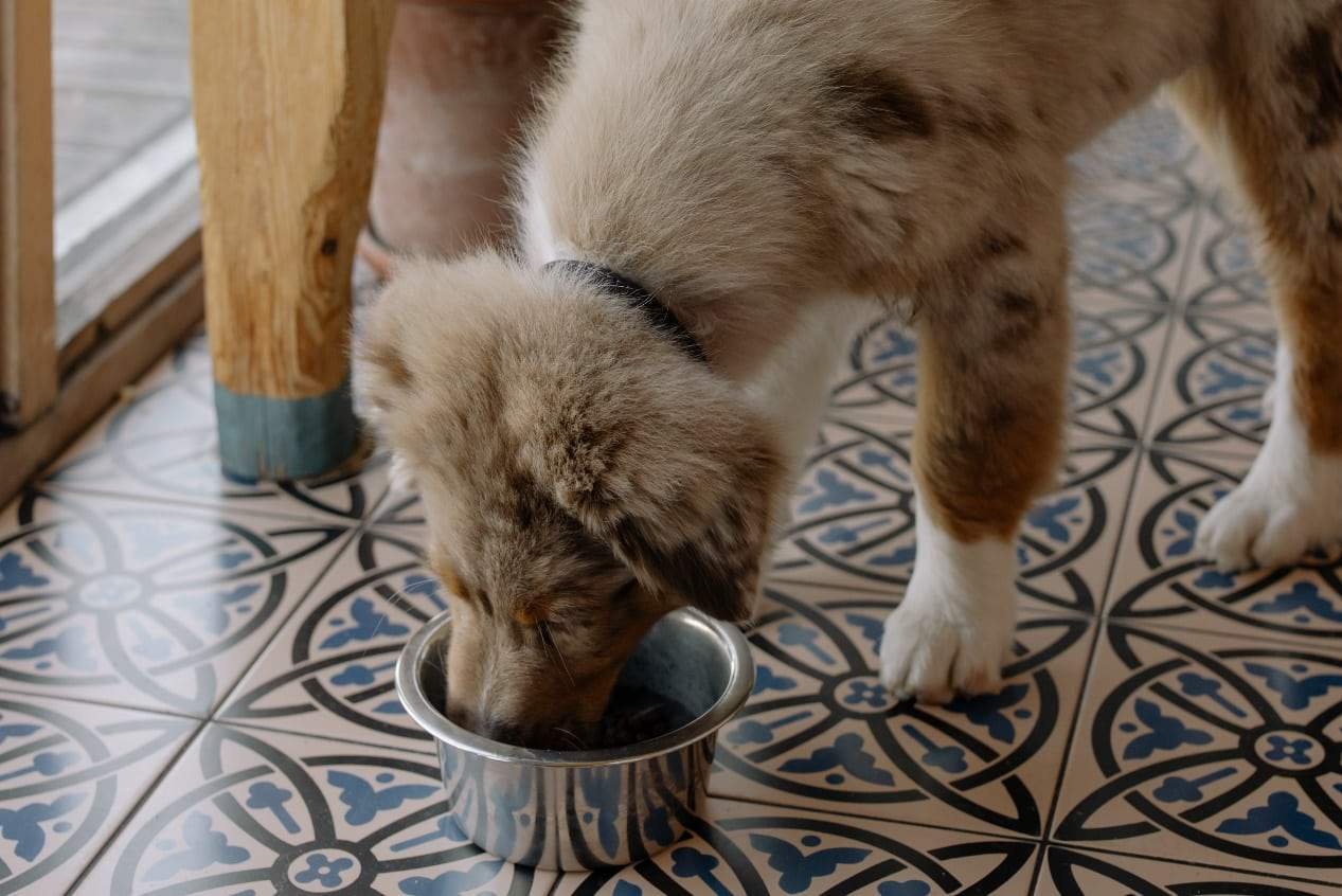 Can Dogs Eat Impossible Meat?