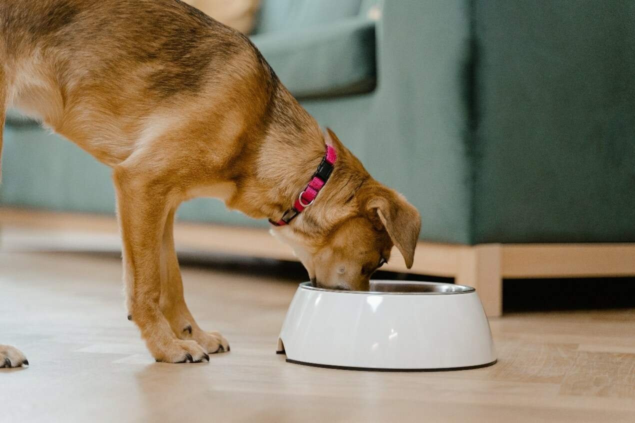 Can Dogs Eat Goldfish?