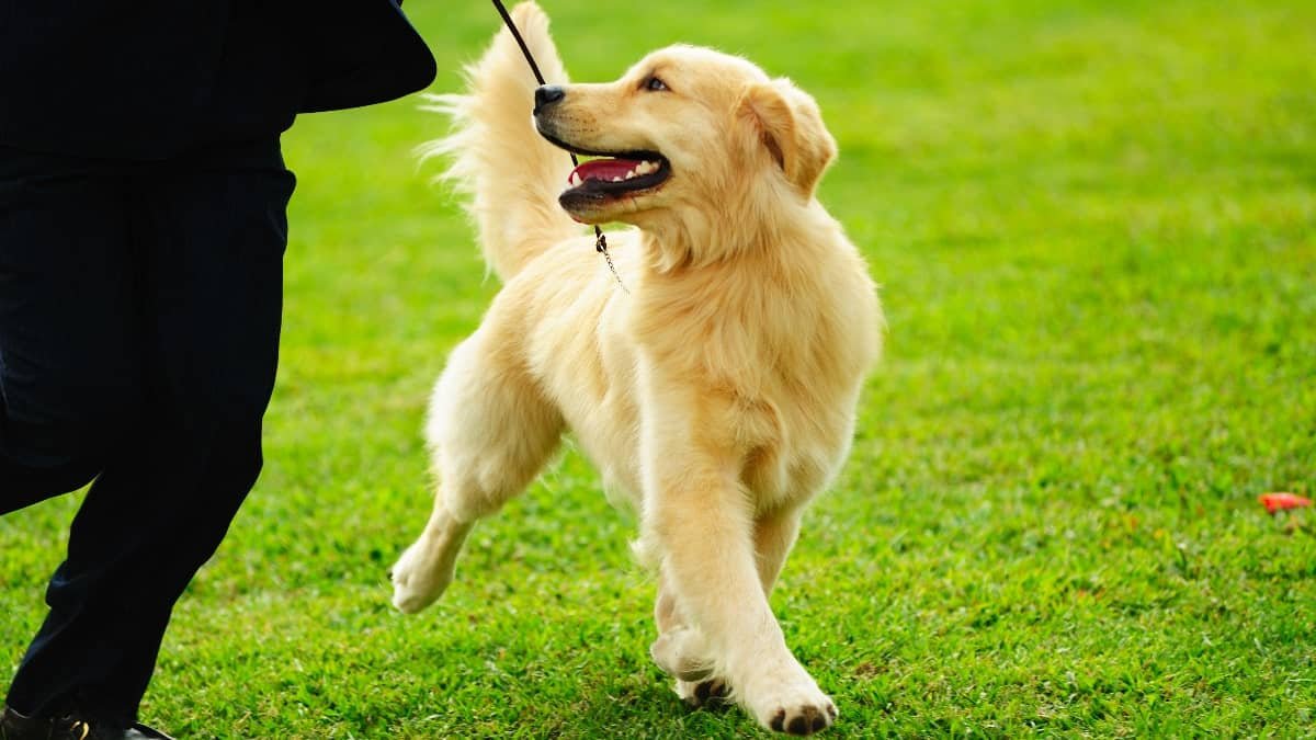 Can Service Dogs Help with Anxiety?