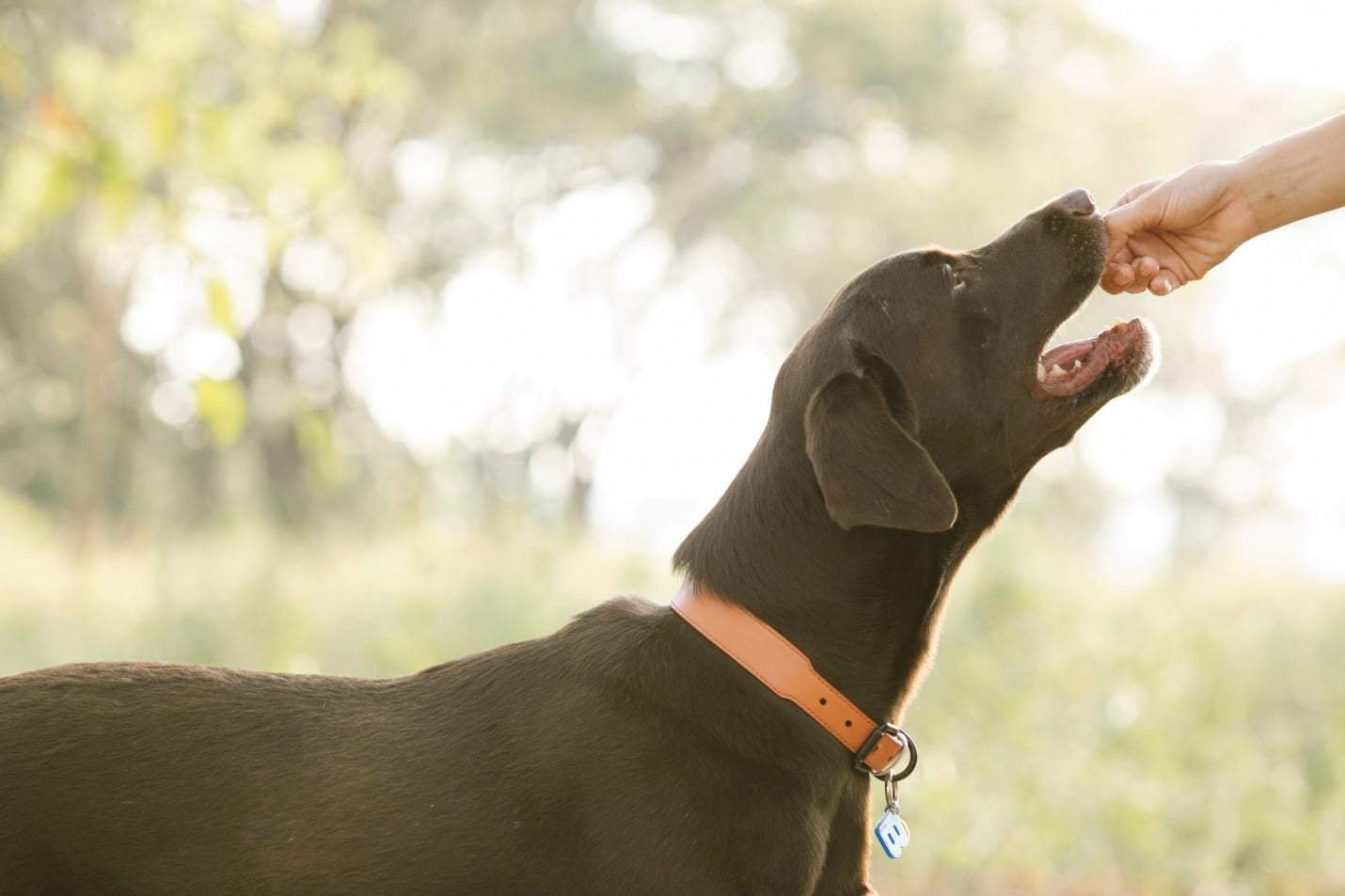 Why is Peanut Butter Good for Dogs