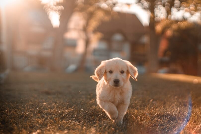 How Far Can Dogs Walk?