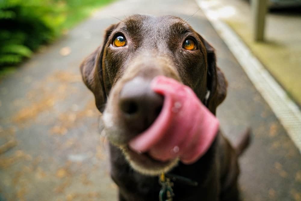 Is Cat Food Bad for Dogs?