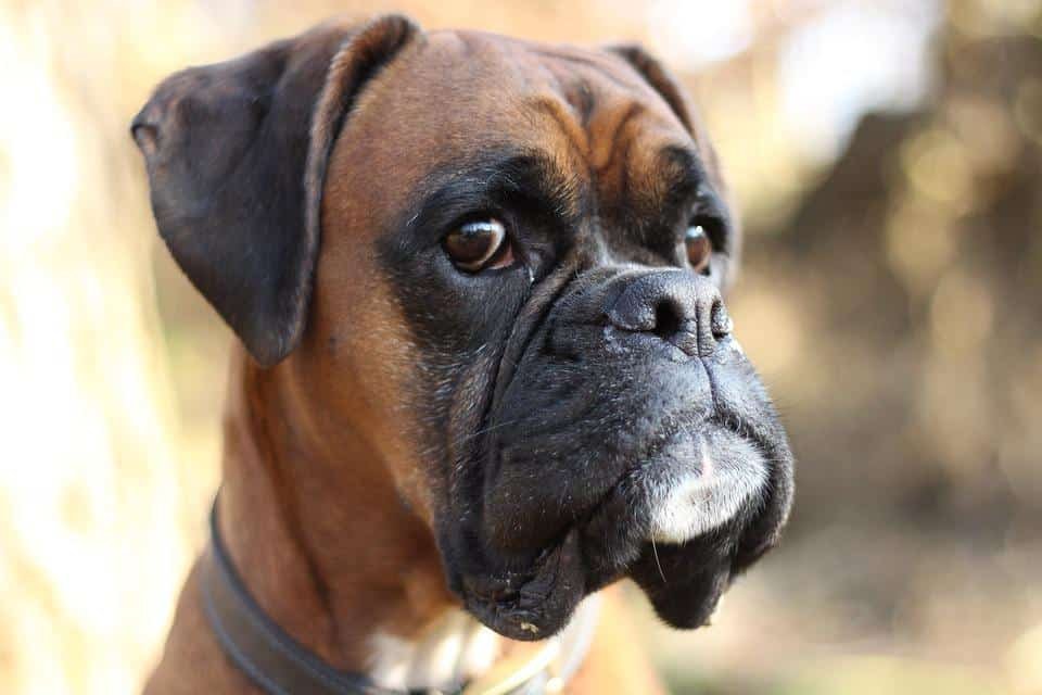 How Strong Are Boxer Dogs?