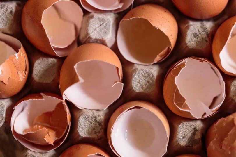 Egg Shells and Dogs