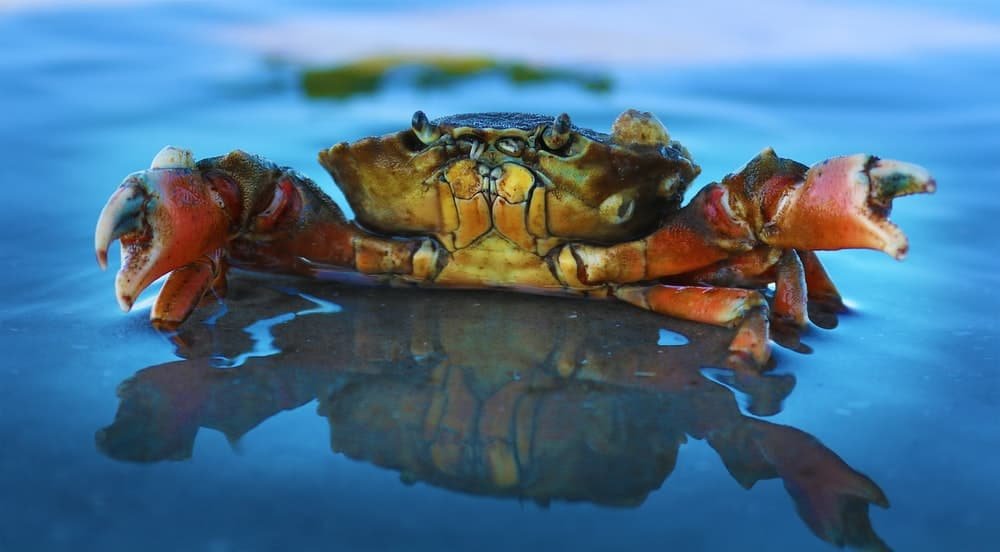 Can Dogs Eat Imitation Crab