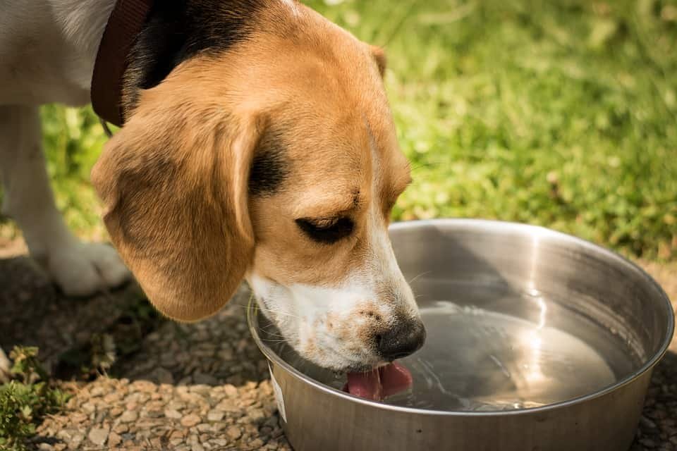 Do Dogs With Parvo Drink Water?