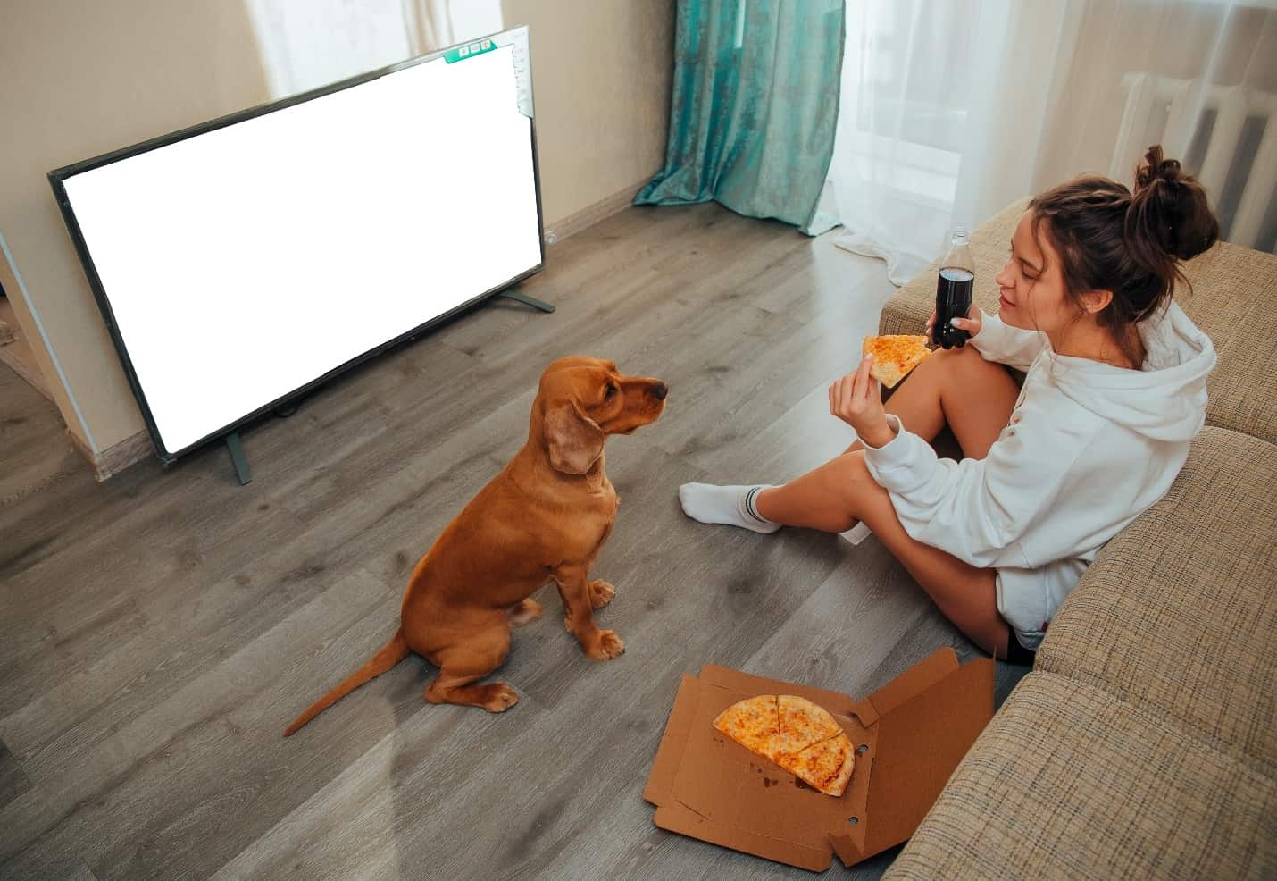 Do Dogs Like to Watch TV?