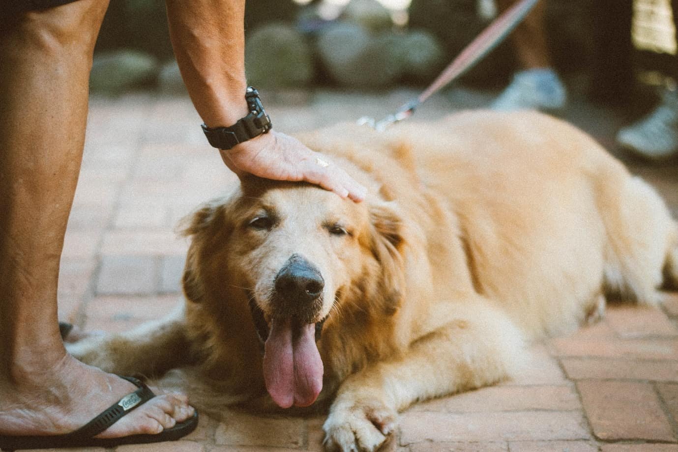 Do Dogs Help with Loneliness?