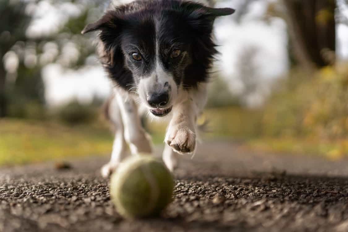 Do Dogs Kill Rabbits?