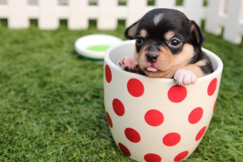 Puppy in a polka dot ceramic mug