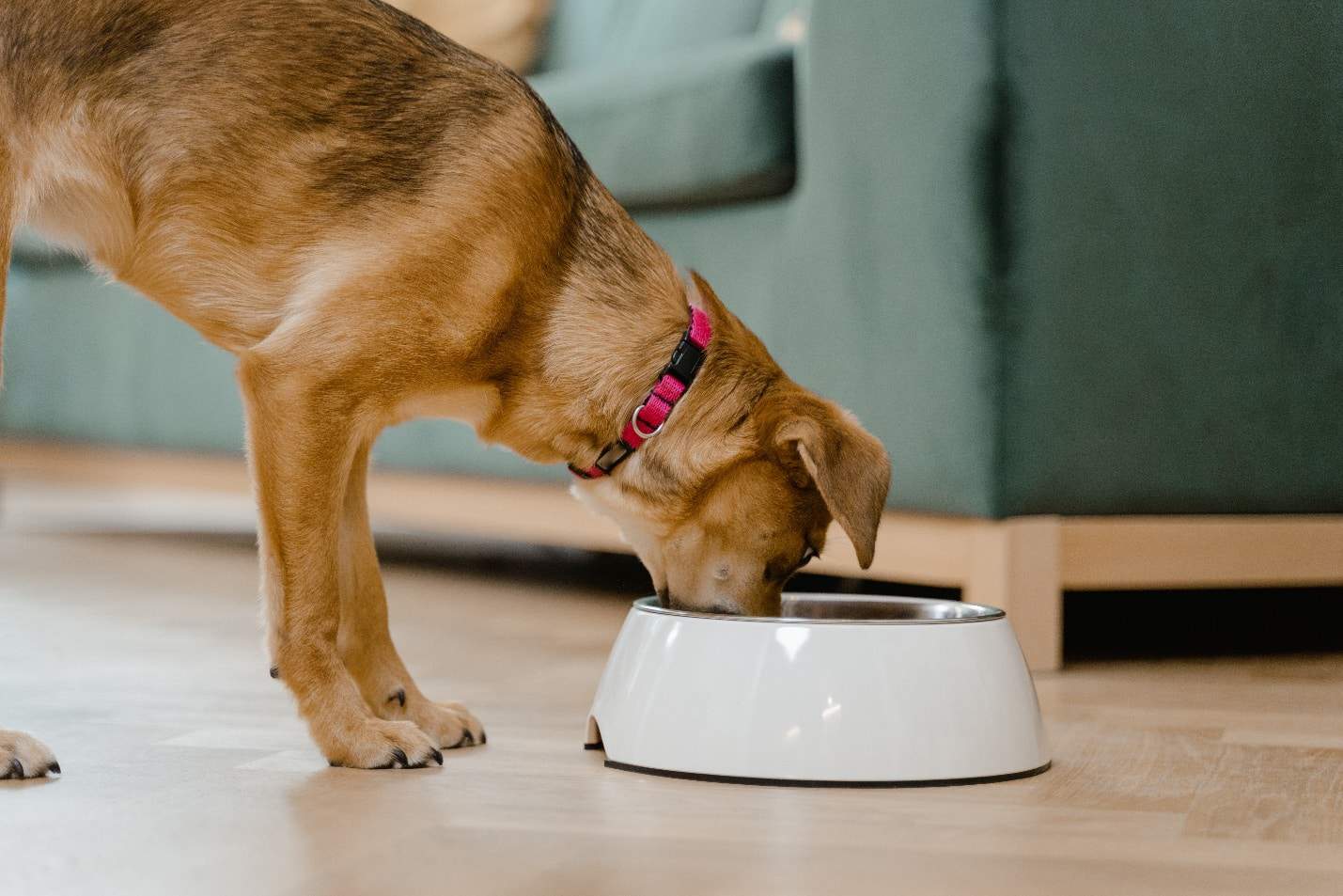Can Dogs Eat Unsweetened Applesauce?