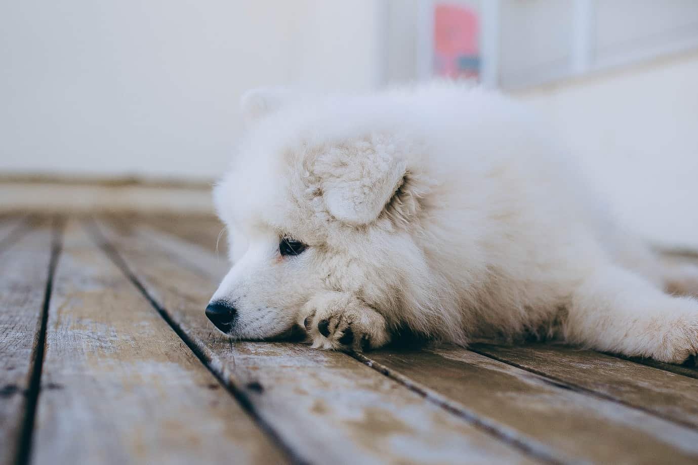 White Hairy Dog Laying Down